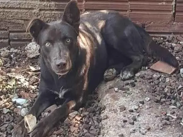 Cachorro ra a Labrador idade 2 anos nome Jeck