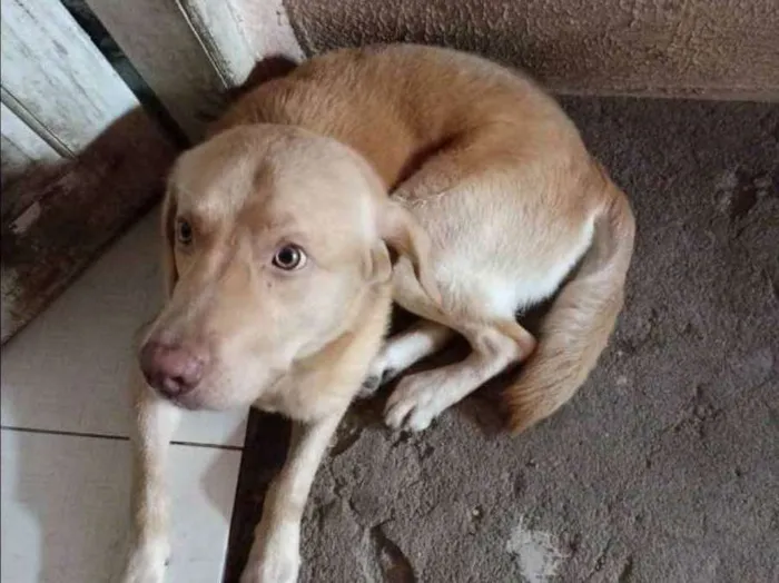 Cachorro ra a Labrador idade 2 anos nome Simba