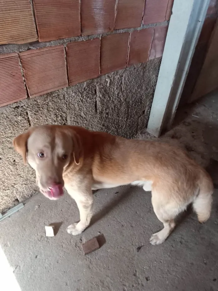 Cachorro ra a Labrador idade 2 anos nome Simba