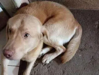 Cachorro raça Labrador idade 5 anos nome Simba