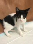 Gato raça Srd idade 2 a 6 meses nome Gatinhos fofos 