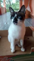 Ansiosa