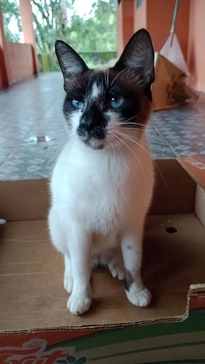 Gato raça miscigenada idade 3 anos nome Ansiosa