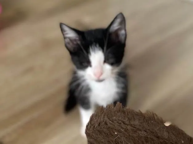 Cachorro raça Srd idade 2 a 6 meses nome Barbicha