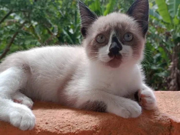 Gato raça miscigenada idade 2 a 6 meses nome Corajosa