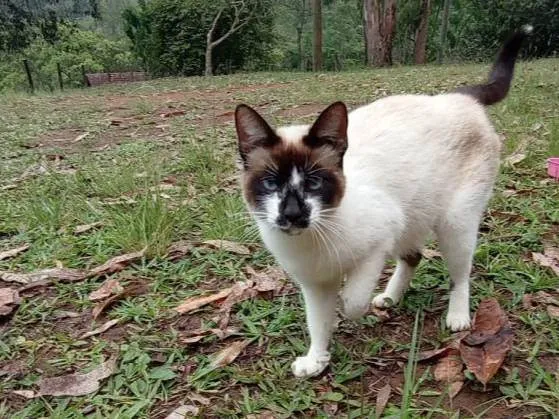 Gato raça miscigenada idade 3 anos nome Ansiosa