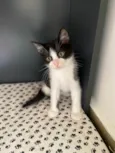 Sapeca 