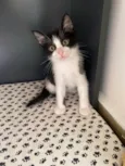 Sapeca 