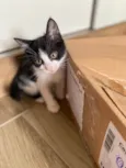 Sapeca