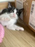 Sapeca 