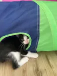 Sapeca 