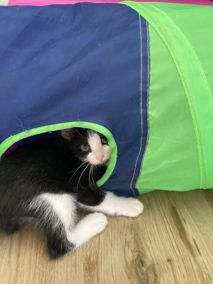 Gato ra a Srd idade 2 a 6 meses nome Sapeca 