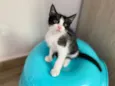 Sapeca 