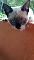 Ogulhosa 