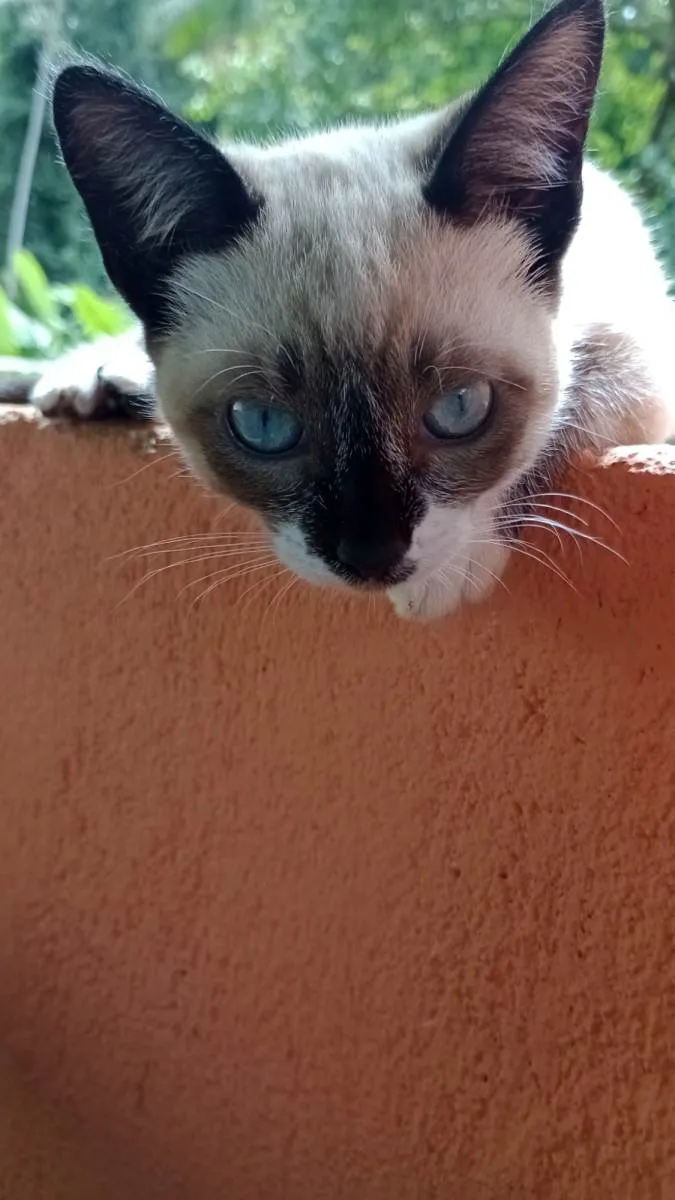 Gato raça miscigenada idade 2 a 6 meses nome Ogulhosa 