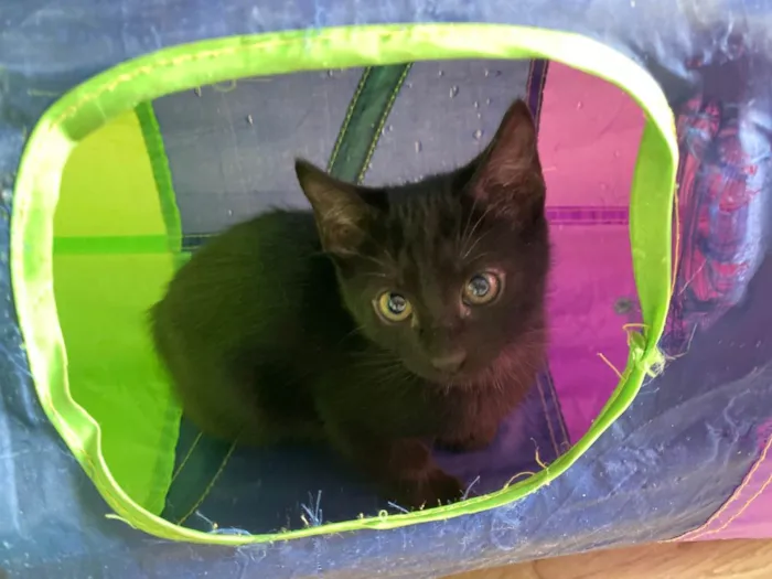 Gato ra a Srd idade 2 a 6 meses nome Princesa Tiana e Princesa Moana