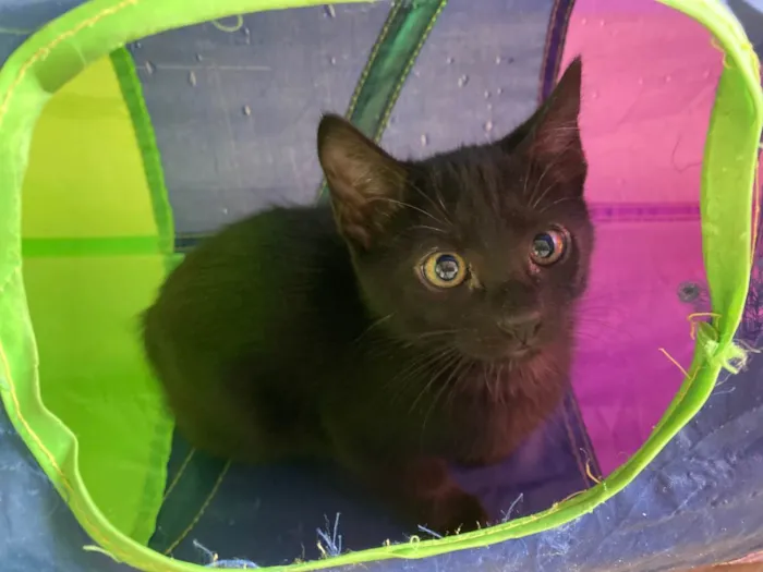 Gato ra a Srd idade 2 a 6 meses nome Princesa Tiana e Princesa Moana