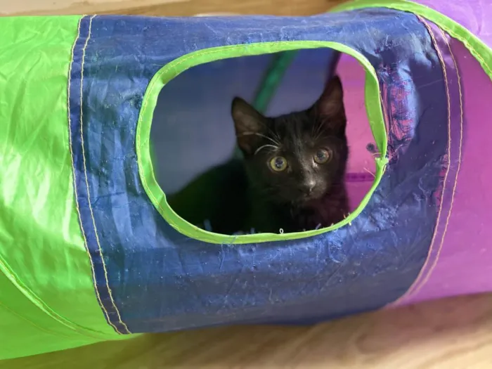 Gato ra a Srd idade 2 a 6 meses nome Princesa Tiana e Princesa Moana