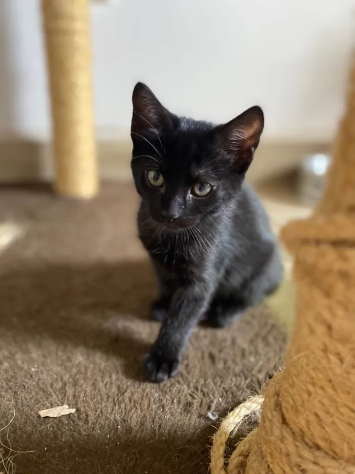 Gato ra a Srd idade 2 a 6 meses nome Princesa Tiana e Princesa Moana