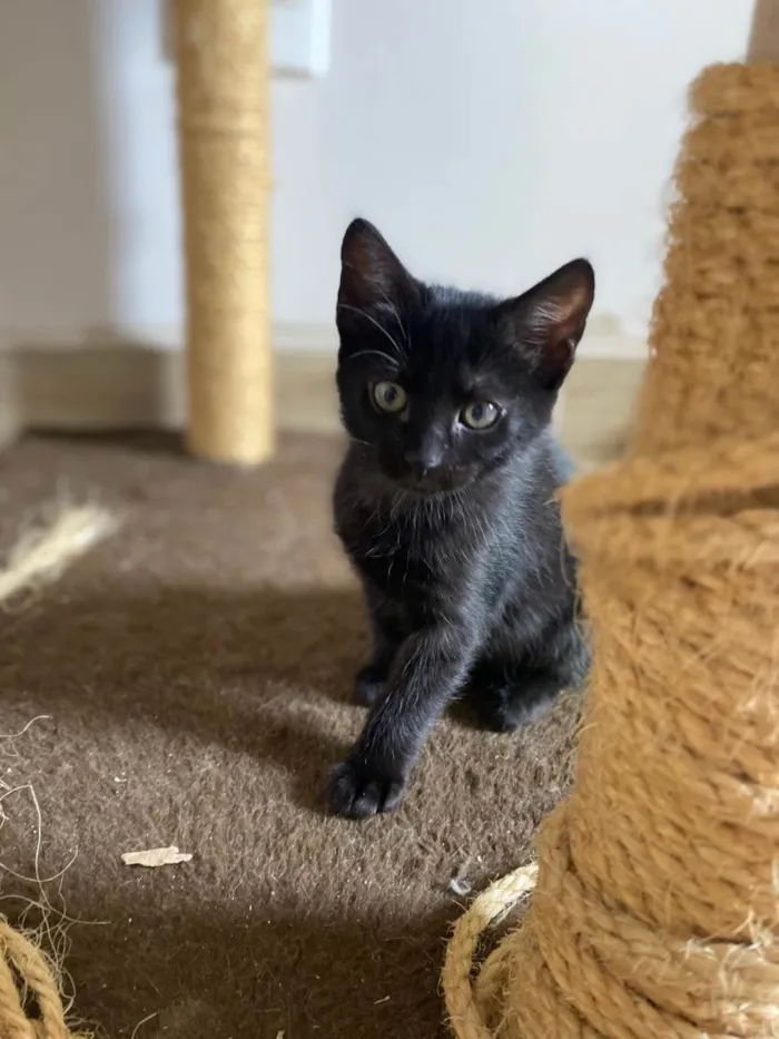 Gato ra a Srd idade 2 a 6 meses nome Princesa Tiana e Princesa Moana
