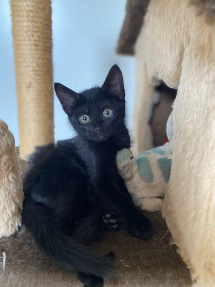 Gato ra a Srd idade 2 a 6 meses nome Princesa Tiana e Princesa Moana