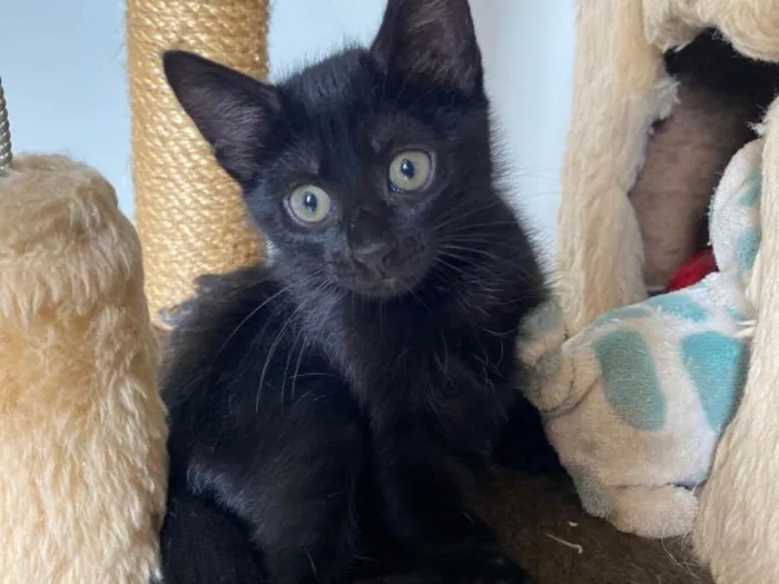 Gato ra a Srd idade 2 a 6 meses nome Princesa Tiana e Princesa Moana