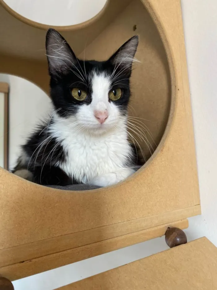 Gato raça Srd idade 7 a 11 meses nome Duda