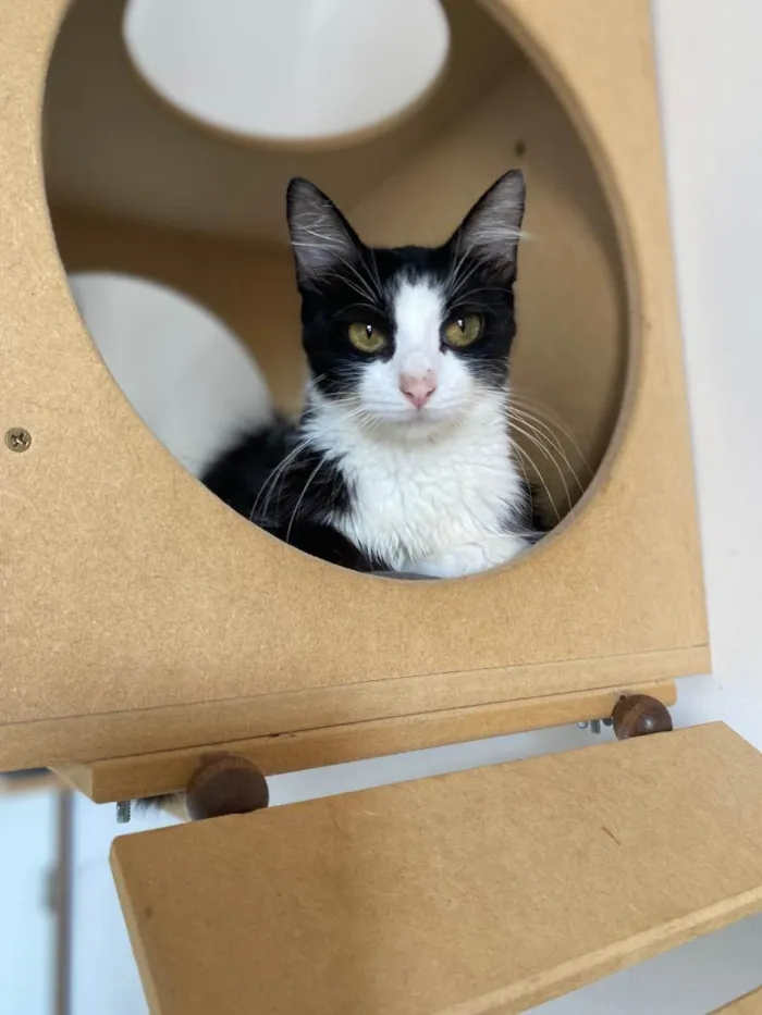 Gato raça Srd idade 7 a 11 meses nome Duda