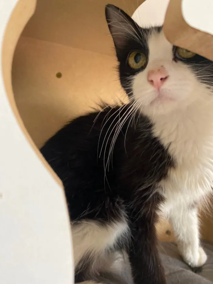 Gato raça Srd idade 7 a 11 meses nome Duda