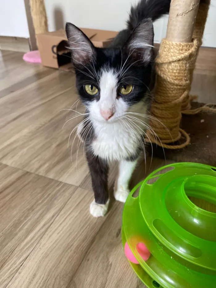 Gato raça Srd idade 7 a 11 meses nome Duda