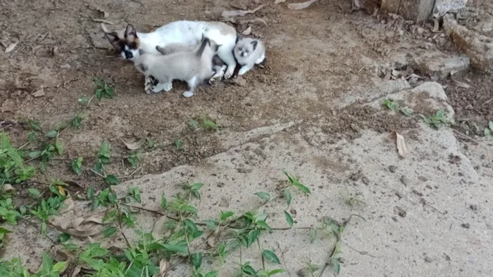 Gato raça miscigenada idade 3 anos nome Ansiosa