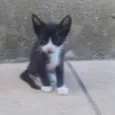 Filhote de gato