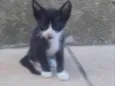 Filhote de gato