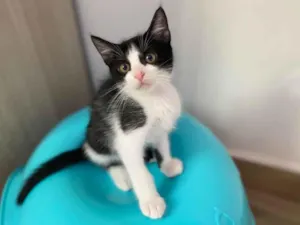 Gato raça Srd idade 2 a 6 meses nome Sapeca 