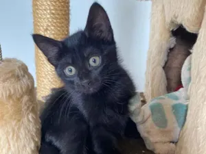 Gato raça Srd idade 2 a 6 meses nome Princesa Tiana e Princesa Moana