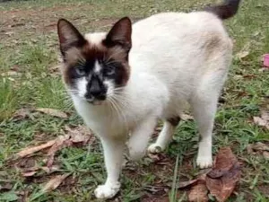 Gato raça miscigenada idade 3 anos nome Ansiosa