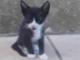 Filhote de gato