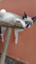 Corajosa