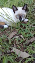 Ogulhosa 