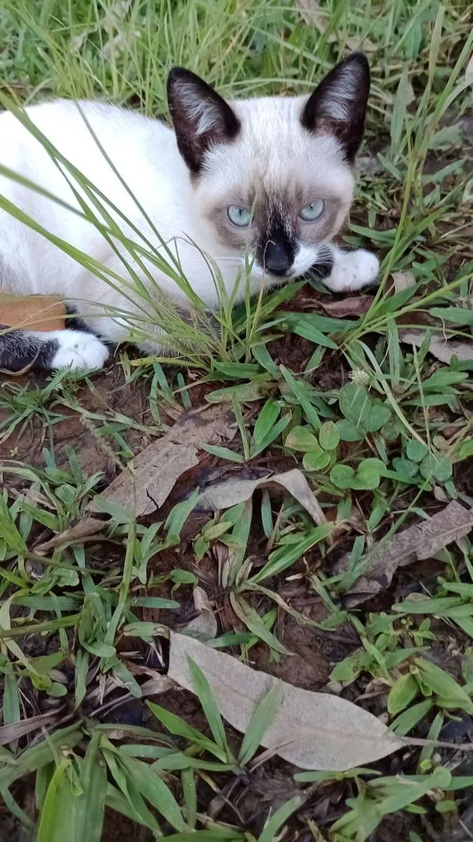 Gato raça miscigenada idade 2 a 6 meses nome Ogulhosa 