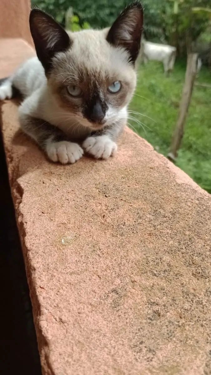 Gato raça miscigenada idade 2 a 6 meses nome Ogulhosa 