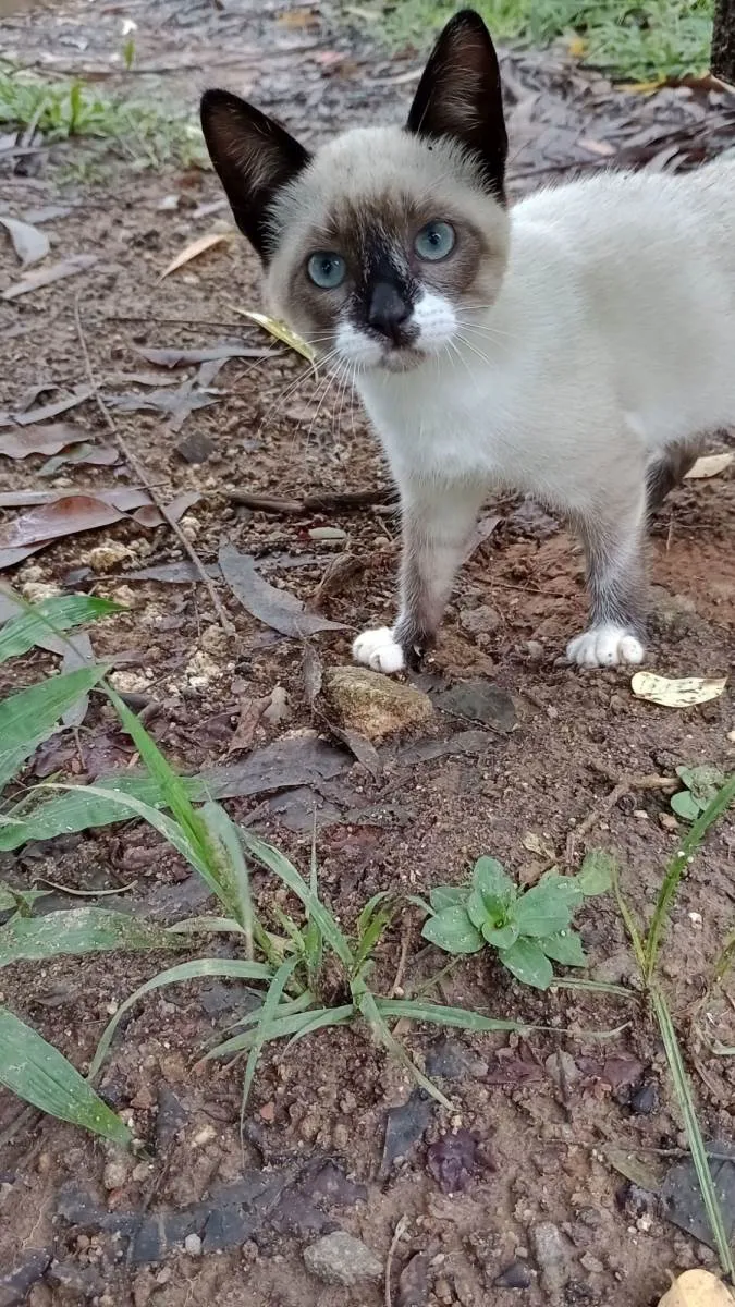 Gato raça miscigenada idade 2 a 6 meses nome Ogulhosa 