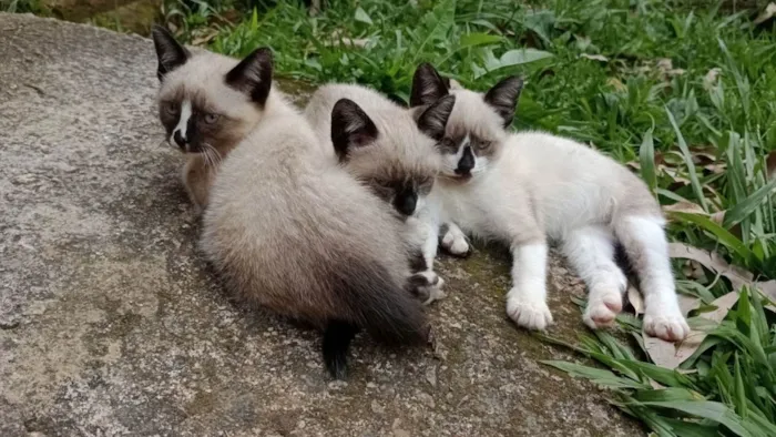 Gato raça miscigenada idade 2 a 6 meses nome Medrosinha