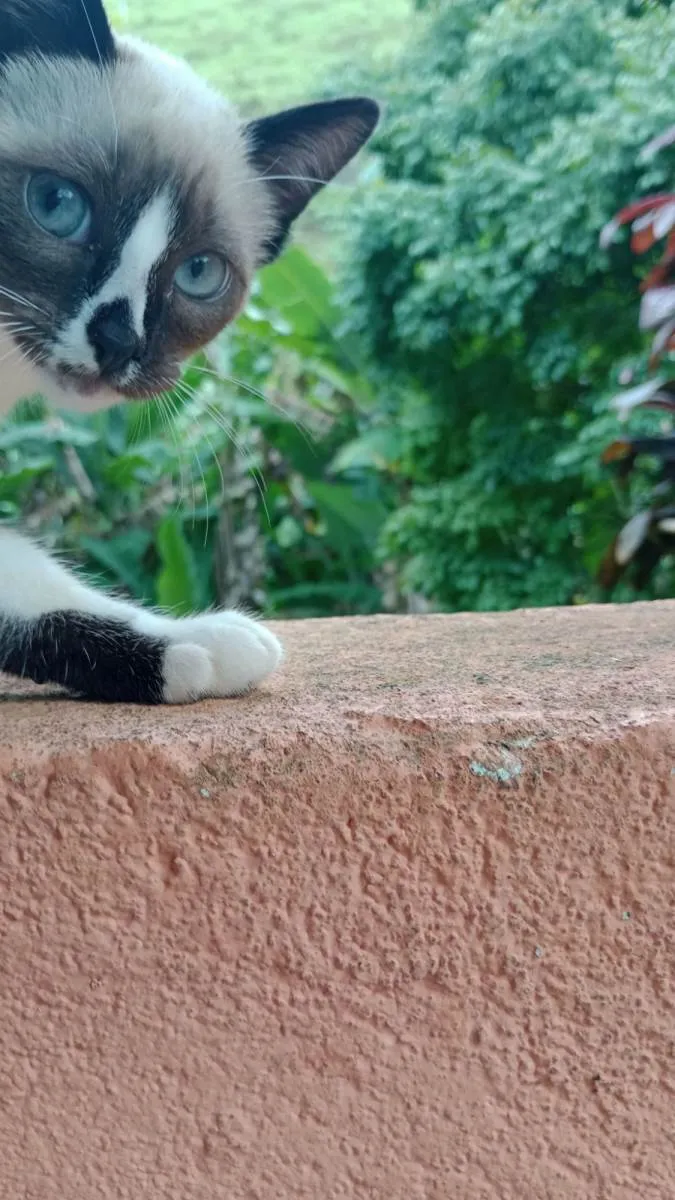 Gato raça miscigenada idade 2 a 6 meses nome Medrosinha