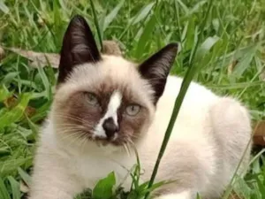 Gato raça miscigenada idade 2 a 6 meses nome Medrosinha