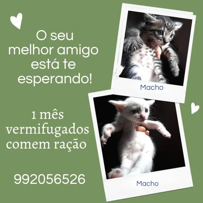 Gato ra a  idade Abaixo de 2 meses nome .