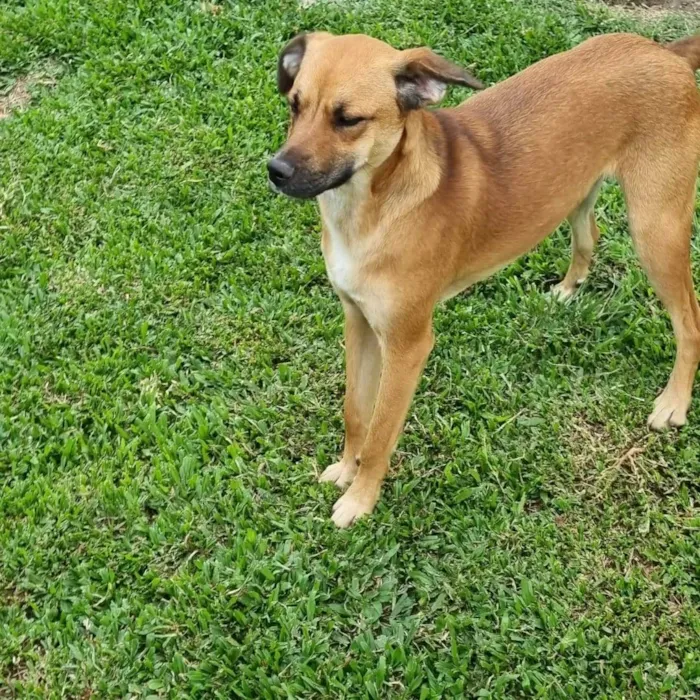 Cachorro ra a SRD idade 2 anos nome RUDÁ