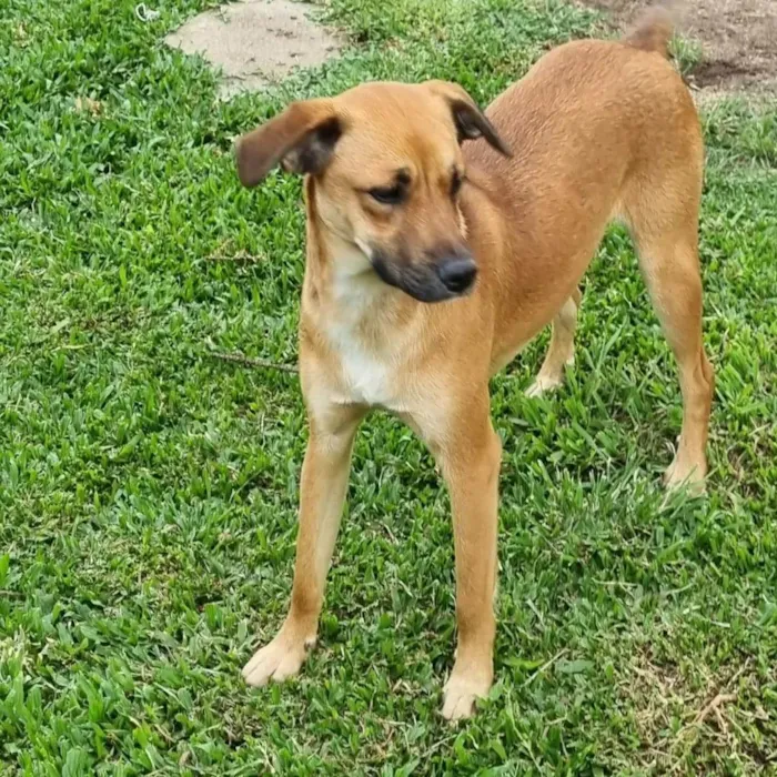 Cachorro ra a SRD idade 2 anos nome RUDÁ