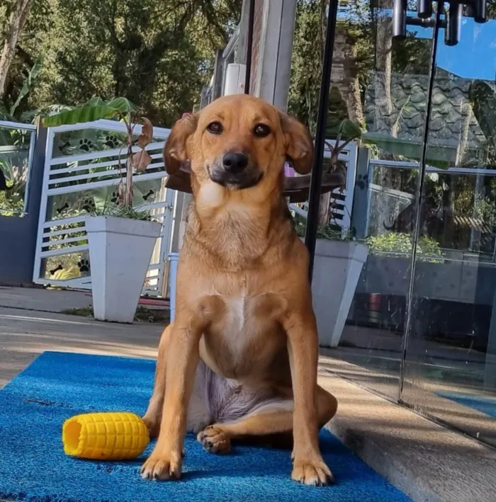 Cachorro ra a SRD idade 2 anos nome RUDÁ