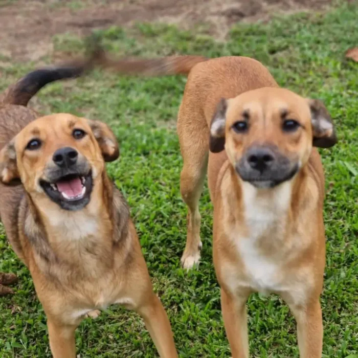 Cachorro ra a SRD idade 2 anos nome RUDÁ